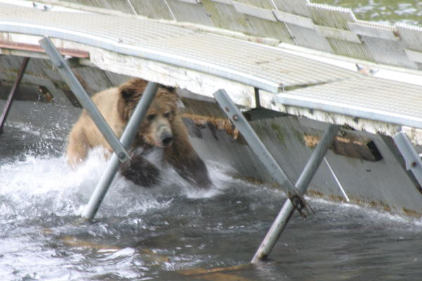 Bear Viewing Kodiak Island Alaska